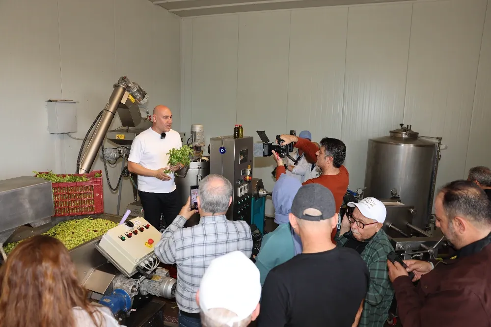 Akhisar’da Hasat Başladı: “Kıracaksan Zeytin Kır, Kalp Kırma”