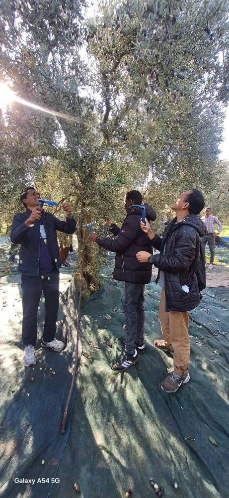 Uluslararası Öğrenciler Zeytin Hasadında Buluştu: “Yunusemre’nin İzinde Kardeşlik”