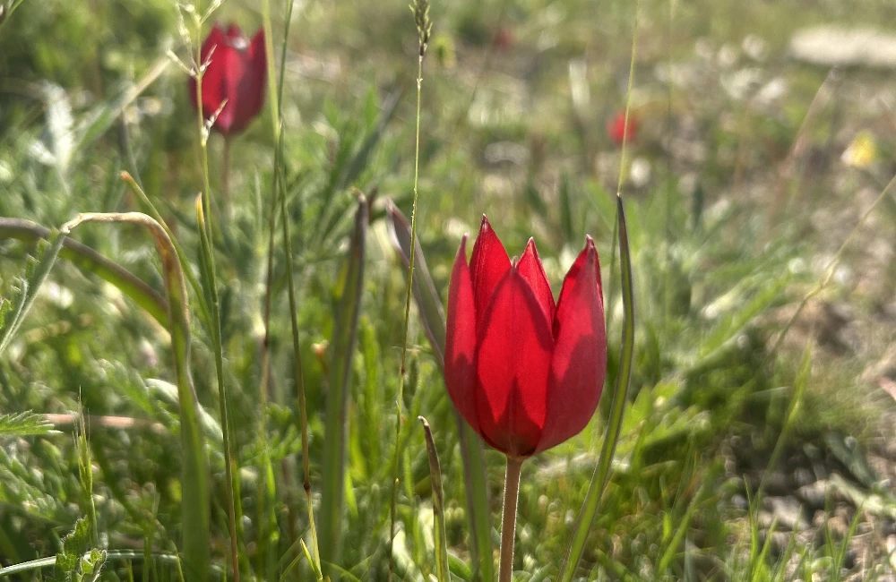 Kültür Yolu Tamam, Sıra Manisa Lalesi’nde